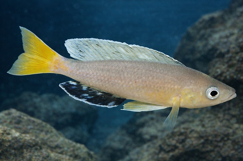 Cyprichromis sp. 'leptosoma jumbo' Cape Kachese